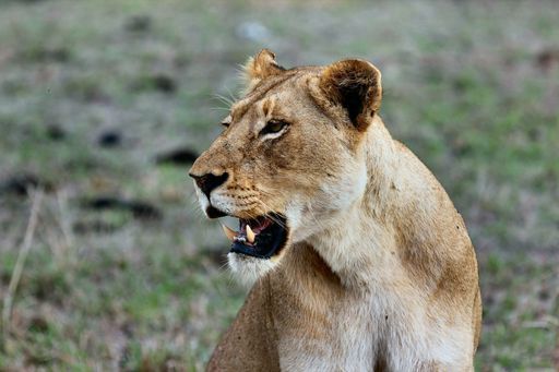 Setswana - Wild animals