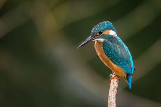 Xitsonga - Birds