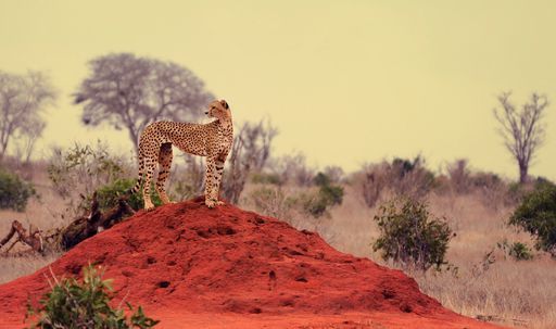 Setswana - Animals