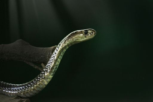 Sesotho - Snakes